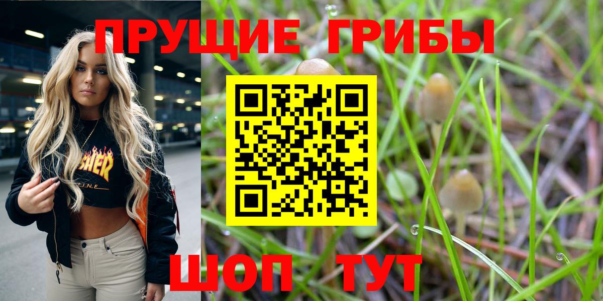 Псилоцибиновые грибы Psilocybine cubensis Родники
